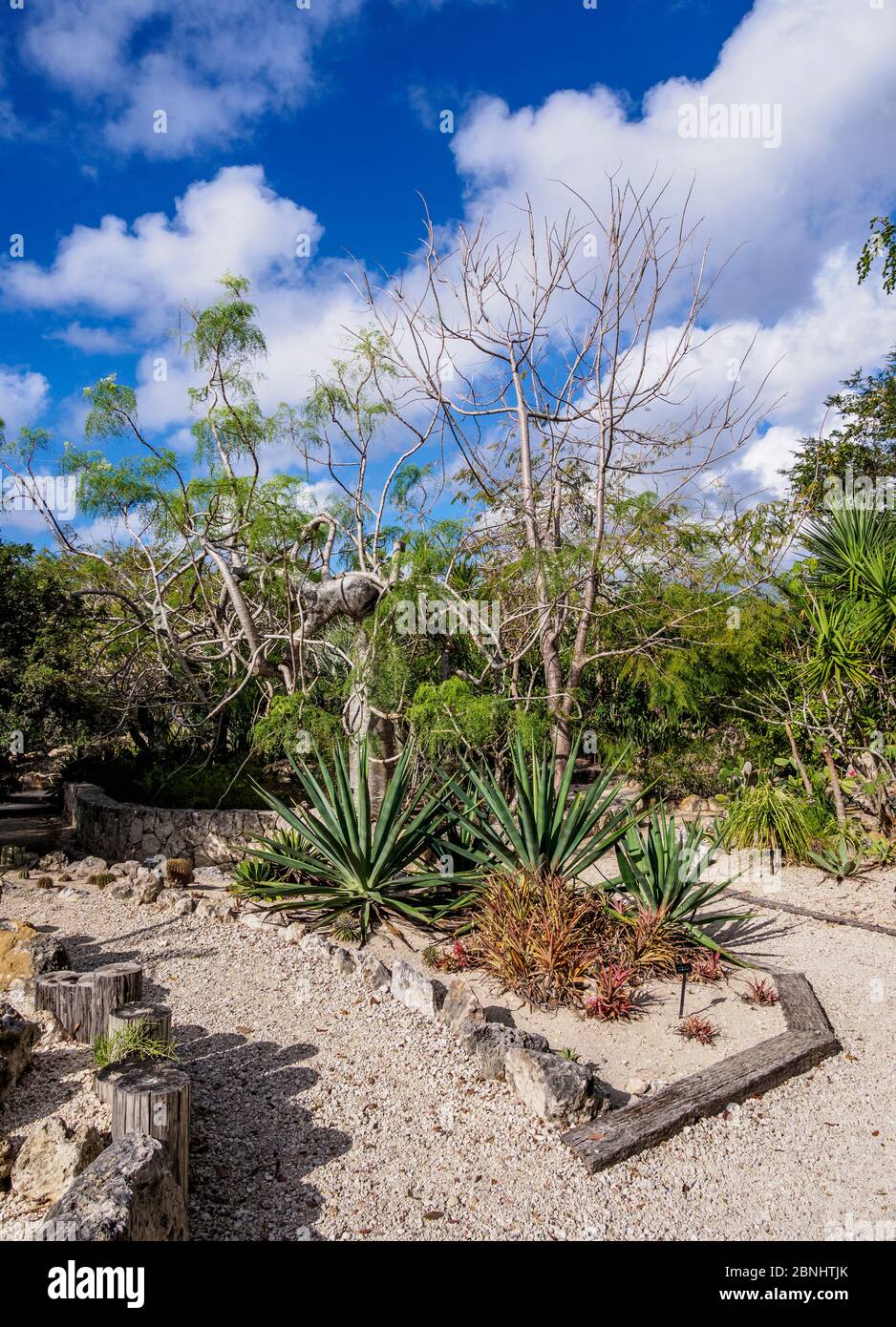Xerophytic Garden, Queen Elizabeth II Botanic Park, North Side, Grand Cayman, Cayman Islands Stock Photo