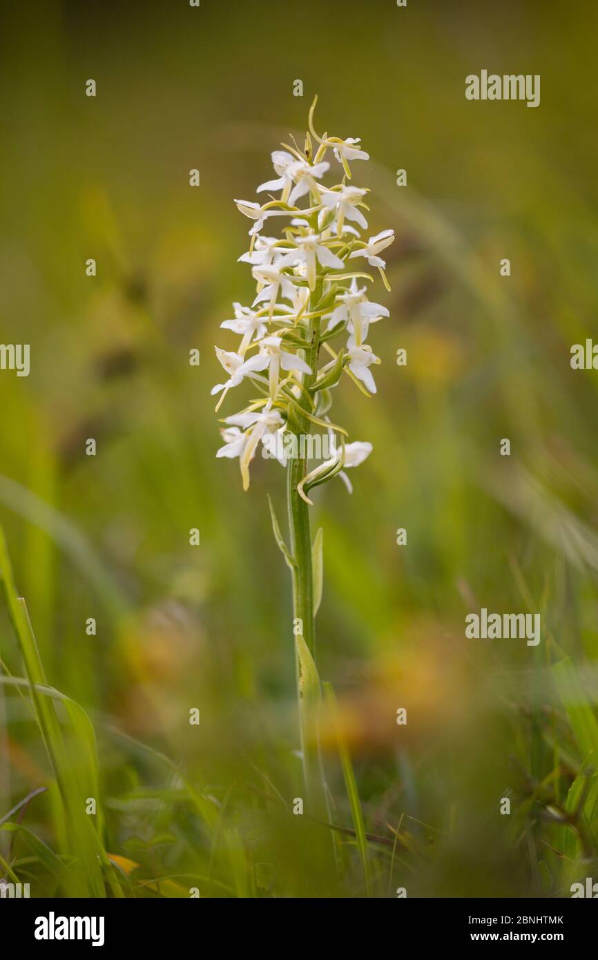 Greater butterfly orchid (Platanthera chlorantha) in flower at Strawberry Banks, Gloucestershire Wildlife Trust (GWT), Nature Reserve, Gloucestershire Stock Photo