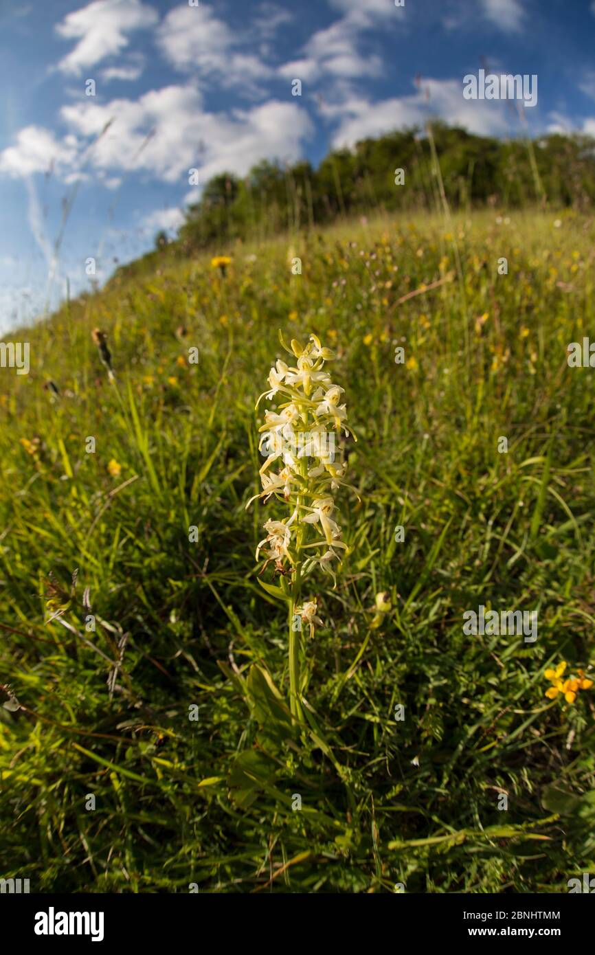Greater butterfly orchid (Platanthera chlorantha) in flower at Strawberry Banks, Gloucestershire Wildlife Trust (GWT), Nature Reserve, Gloucestershire Stock Photo