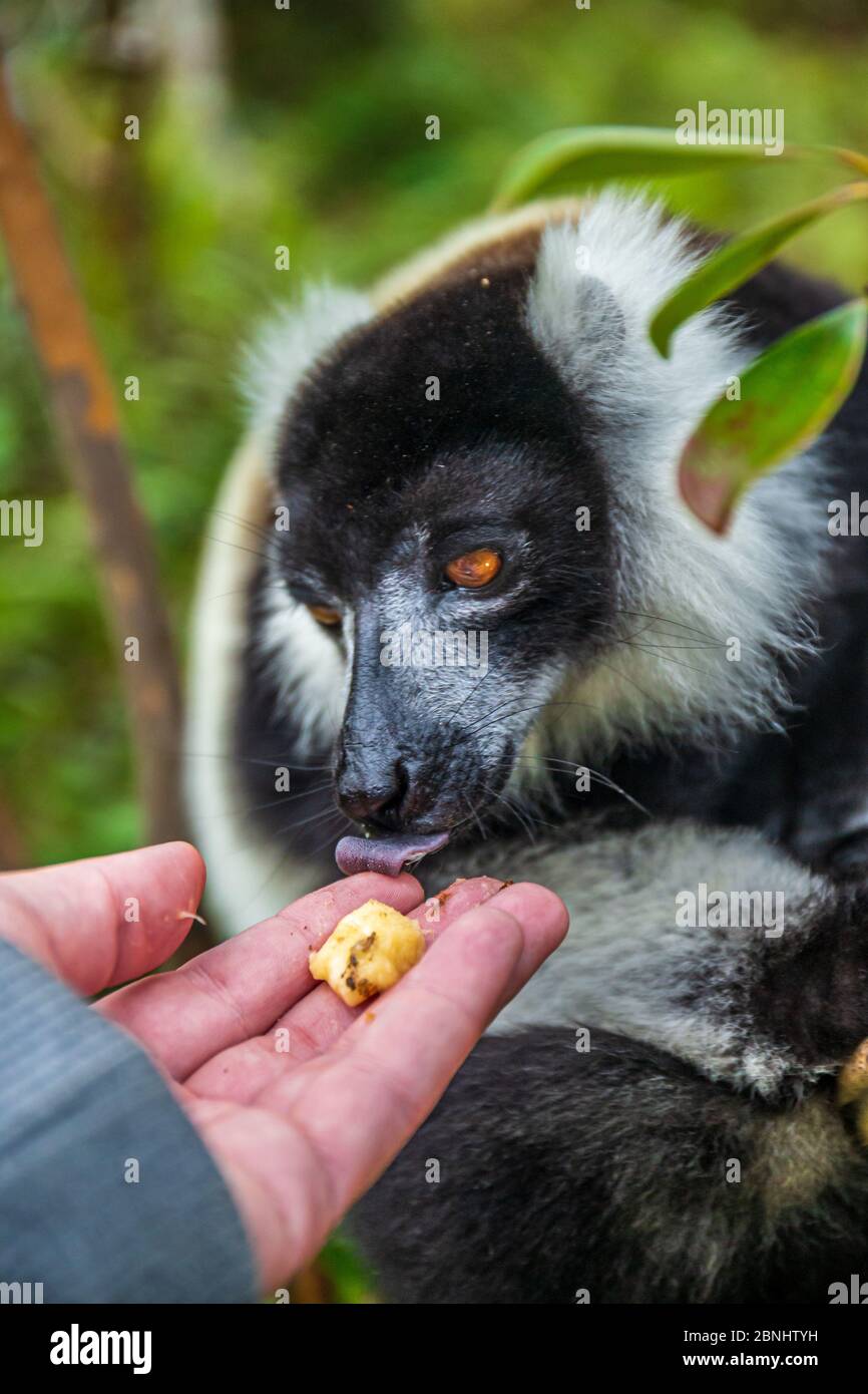 Black and White Ruffled Lemur (Varecia Variegata) fed by human hand Stock Photo