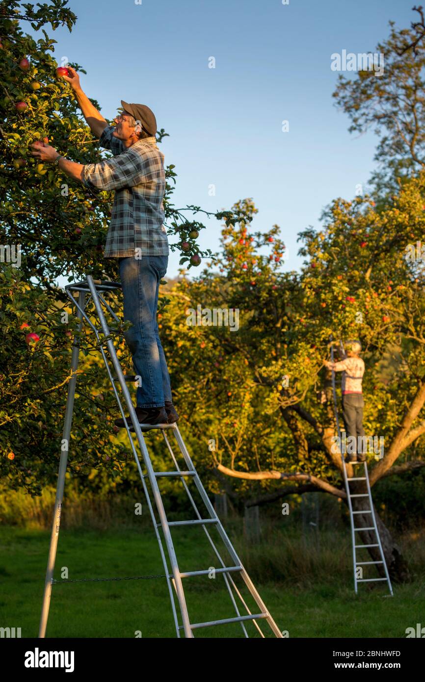 Apple (Malus domestica) picking at Day's Cottage Heritage Orchard, Brookthorpe, Gloucestershire. Old orchards provide vital habitat for flora and faun Stock Photo