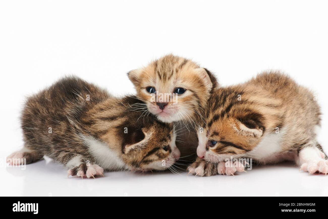 Small three kitty playing on white isolated studio background Stock Photo