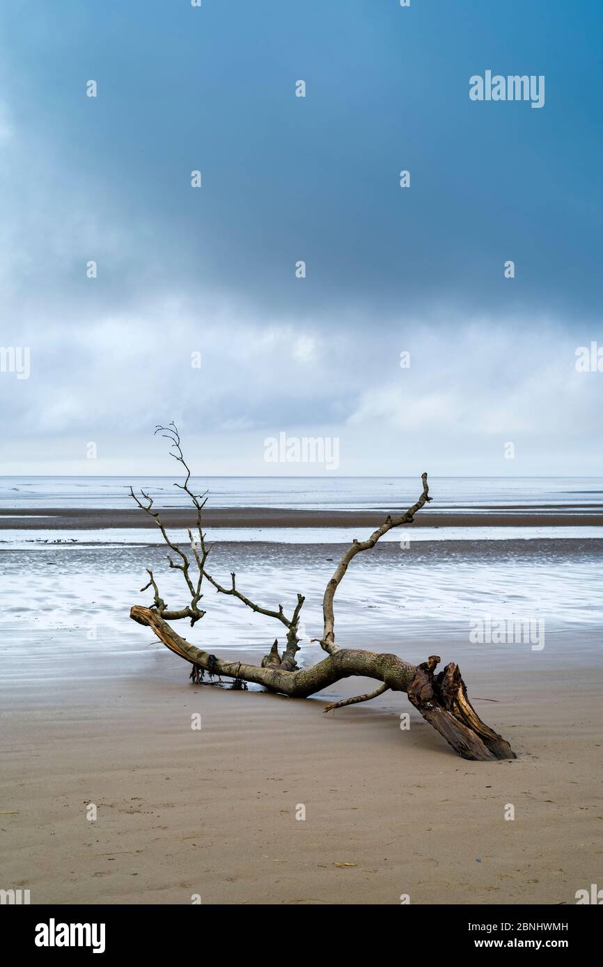Driftwood - graphic image of dead branch washed up by the sea of the Bristol Channel onto sandy beach at Burnham-on-Sea, Somerset, UK Stock Photo