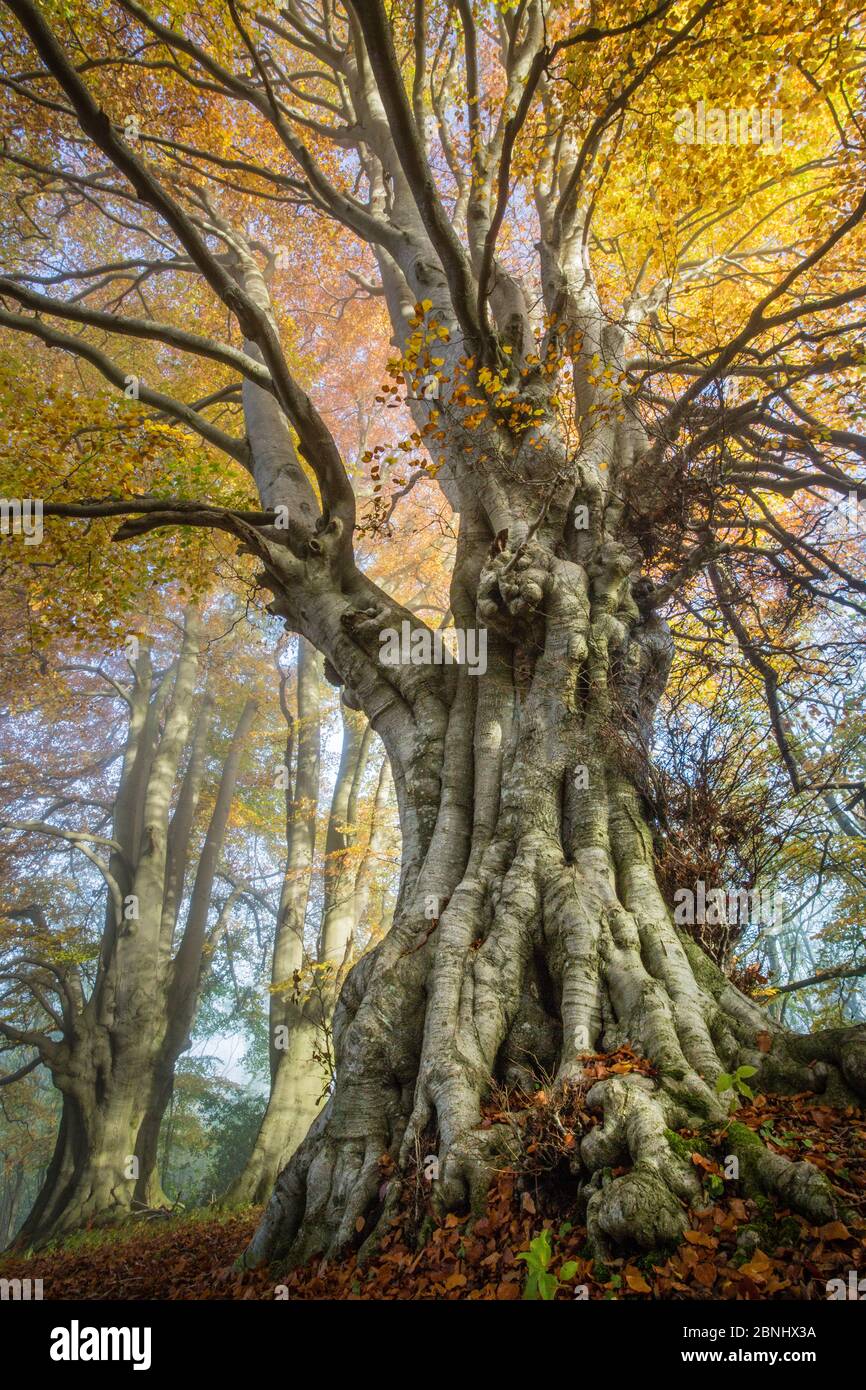 Ancient Beech trees (Fagus sylvatica), Lineover Wood, Gloucestershire UK. The second largest Beech tree in England. November. Stock Photo