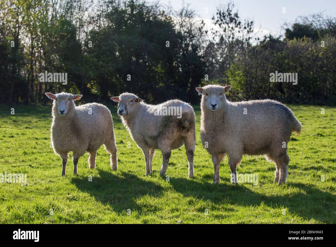 Cotswold Lion sheep (Ovis Aries), a rare breed native to