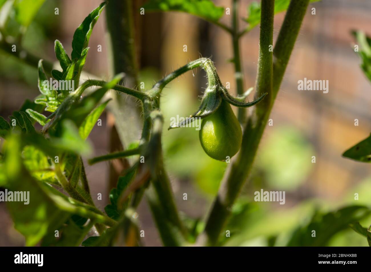 Tomato vegetable development stages, small tomato fruit growing on