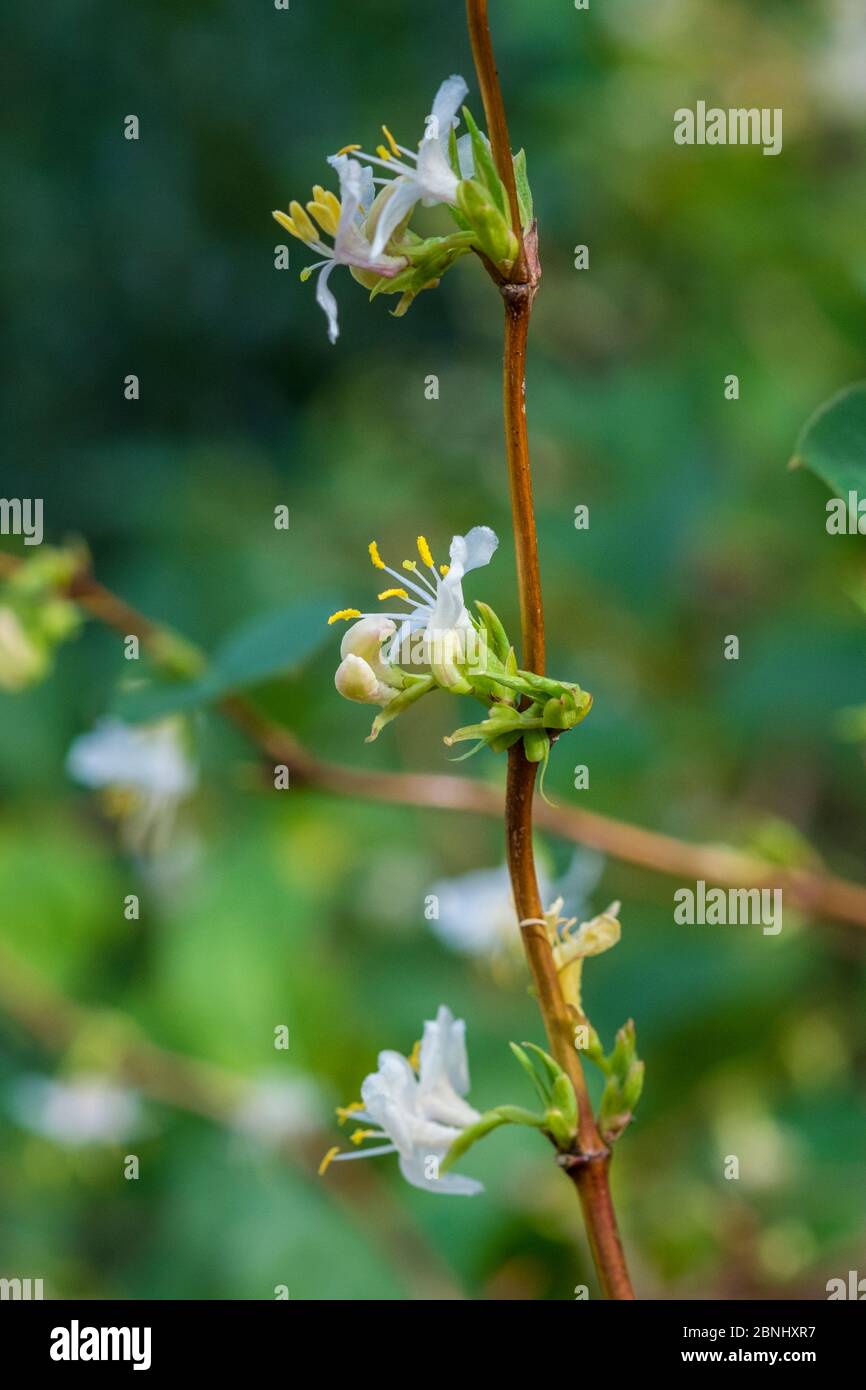 Lonicera fragrantissima / Sweetest honeysuckle)  winter-flowering in garden England,UK. February. Stock Photo