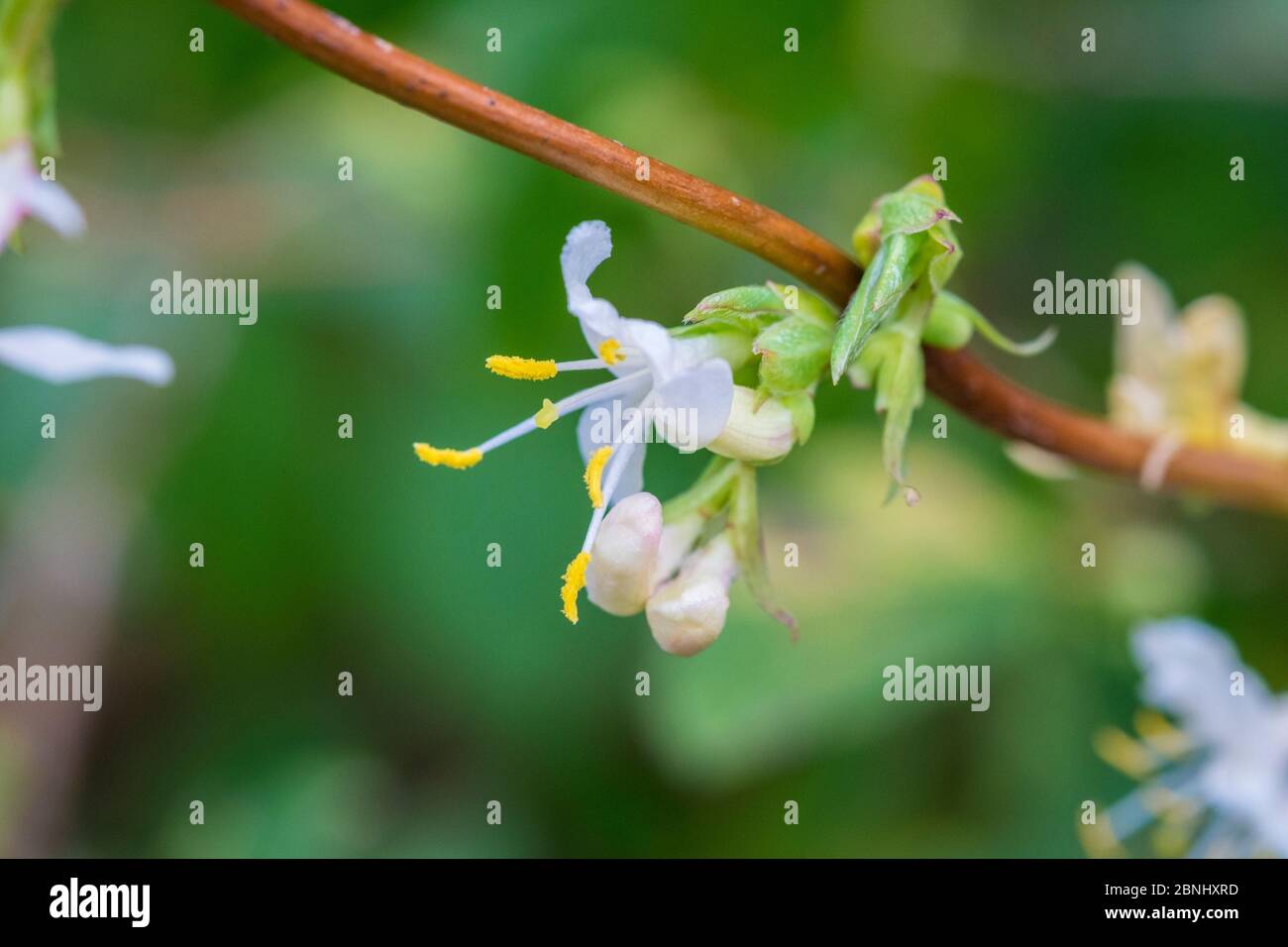 Lonicera fragrantissima / Sweetest honeysuckle, winter-flowering in garden. England, UK. February. Stock Photo