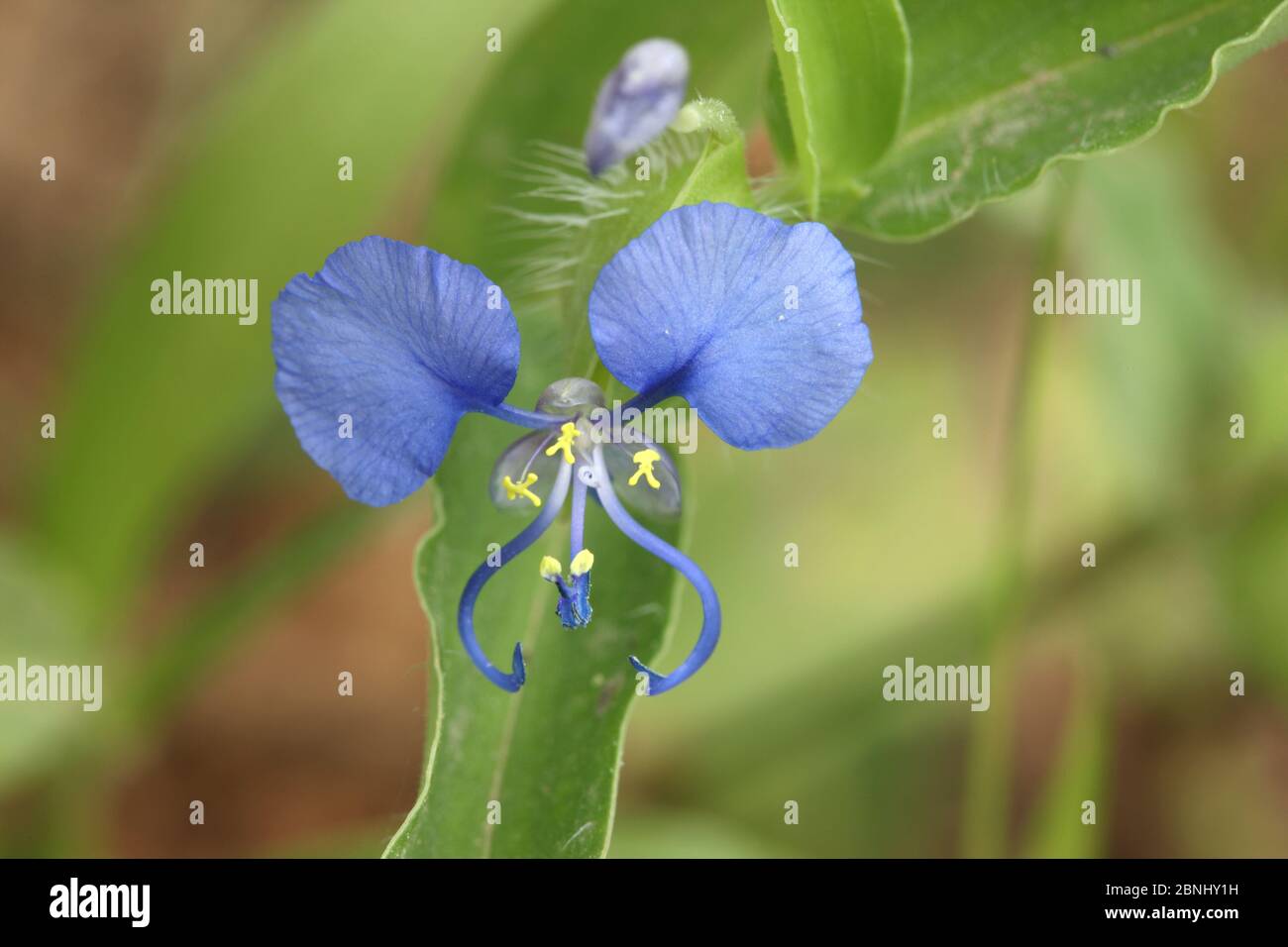 Rat's ear (Commelina forskaolii) close-up of flower, Oman, September Stock Photo