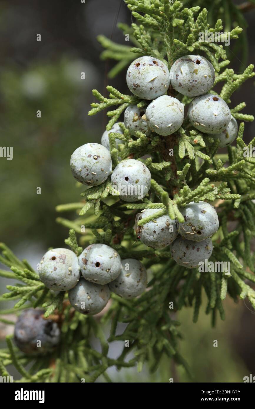 Persian juniper (Juniperus excelsa polycarpes) close-up of fruit, Oman, July Stock Photo