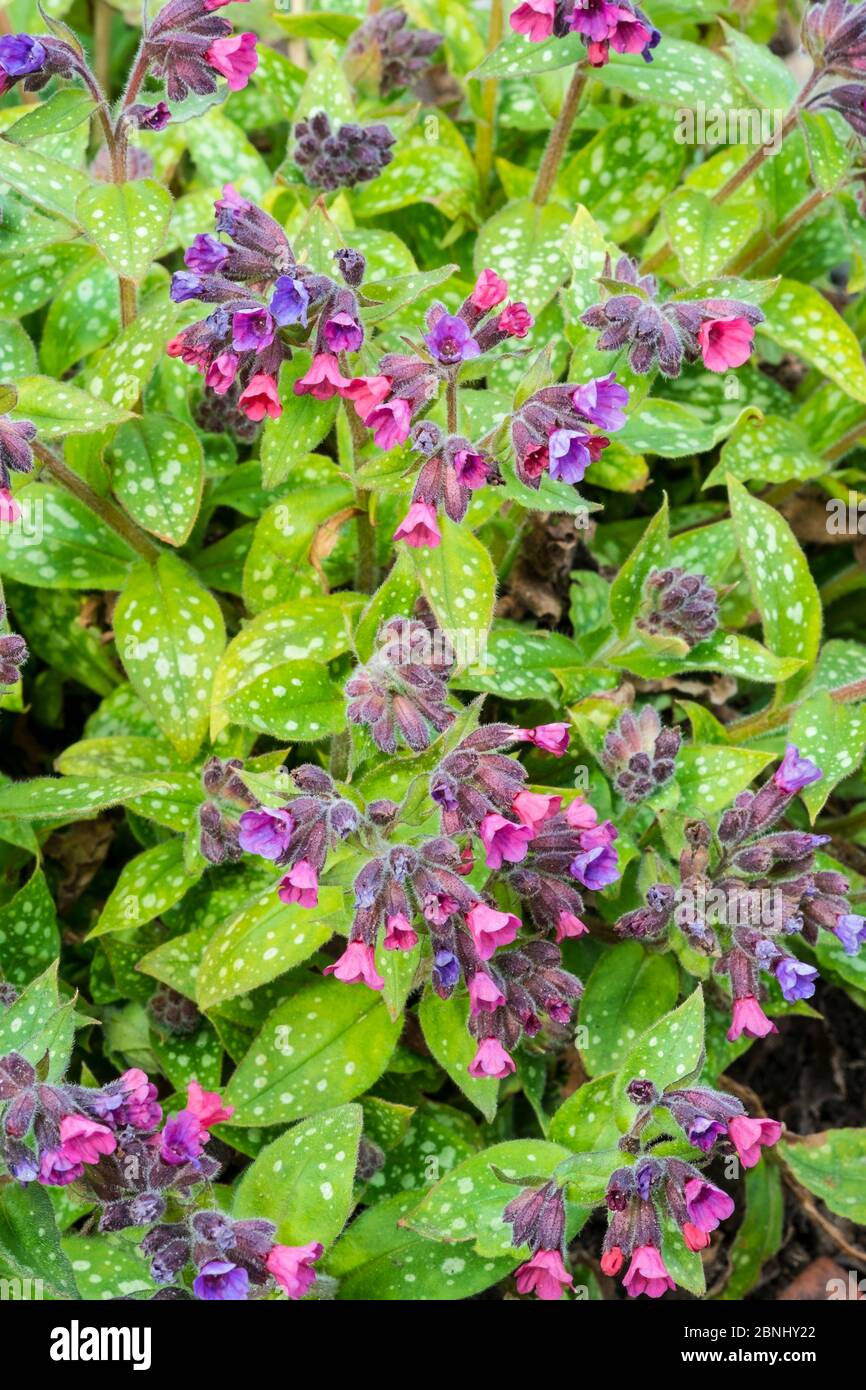 Lungwort (Pulmonaria) cultivated  'Victorian Brooch' variety Stock Photo