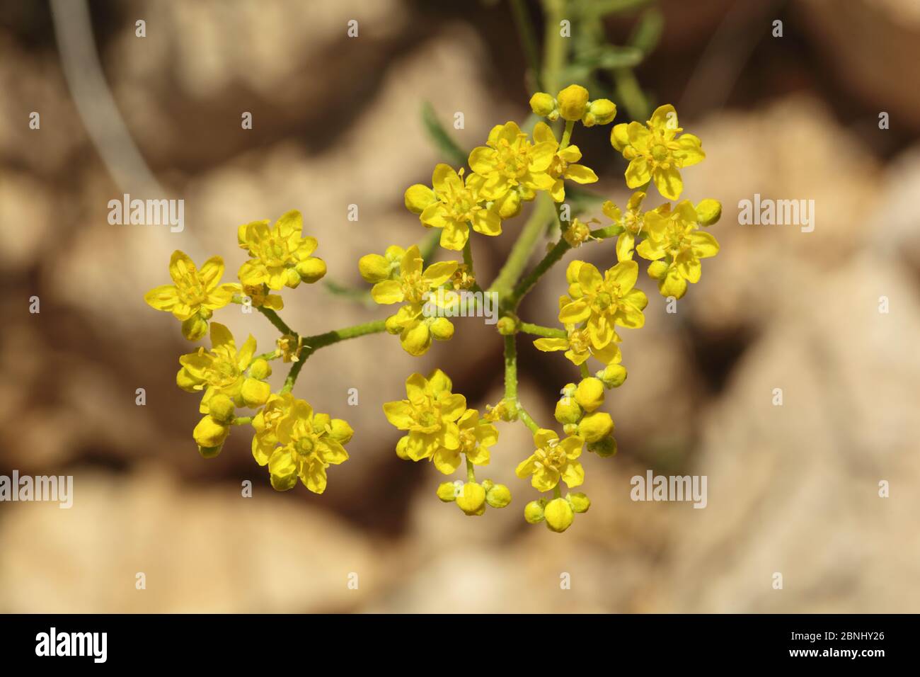 Rue (Haplophyllum tuberculatum) close-up of flowers, Oman, March Stock Photo