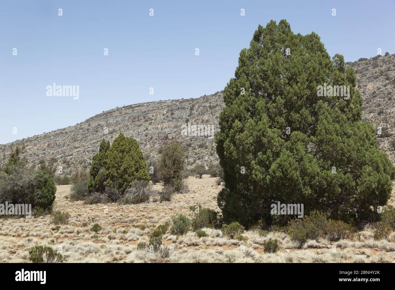 Persian juniper (Juniperus excelsa polycarpes) on plateau, Oman, April Stock Photo