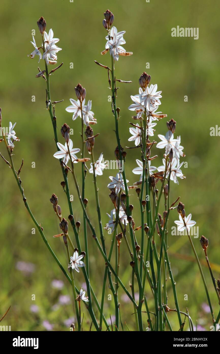 Asphodel Lily Asphodelus Tenuifolius In Bloom Oman April Stock Photo Alamy
