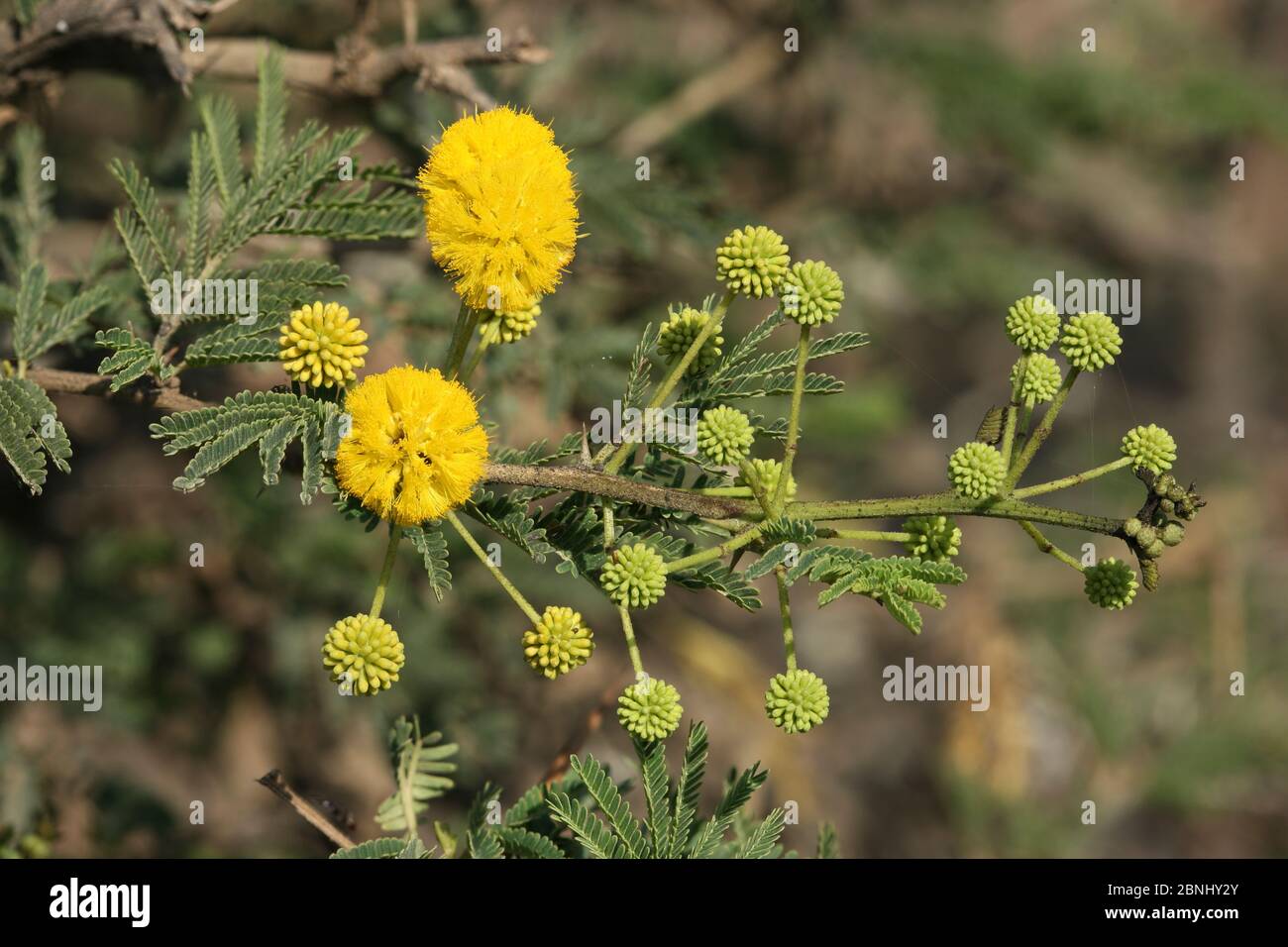 Gum arabic tree (Acacia nilotica) close-up of flowers created with Helicon Focus, Oman, September Stock Photo