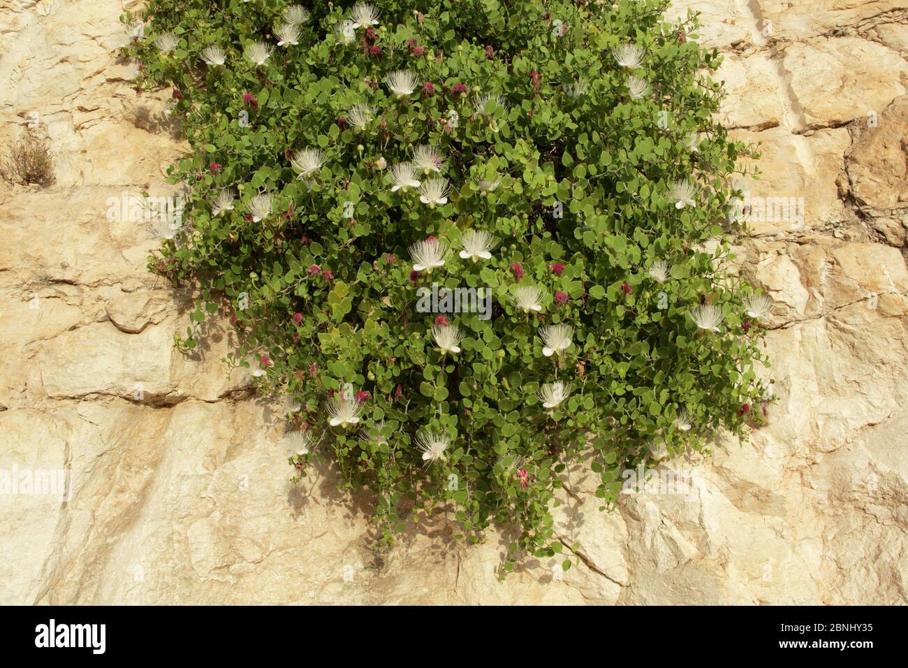 Cartilage caper (Capparis cartilaginea) in bloom, Oman, May Stock Photo