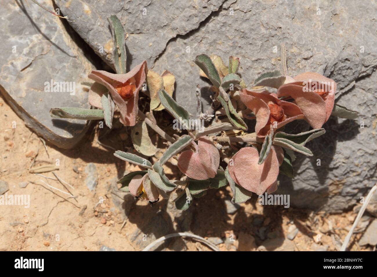 Flowers (Melhania muricata) Oman, June Stock Photo
