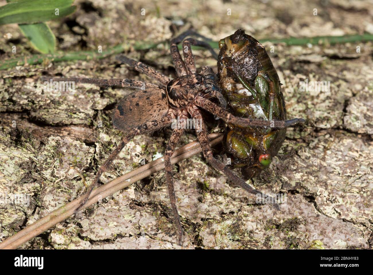 Wolf spider (Lycosidae) feeding on a newly hatched cicada,  Queensland, Australia. Stock Photo