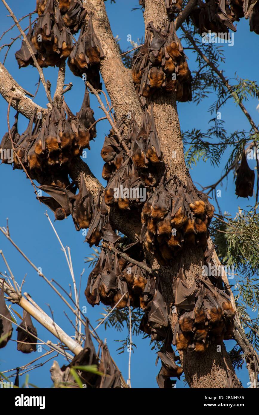 Little red flying-foxes (Pteropus scapulatus)  roosting on inland White mahogany trees (Eucalyptus acmenoides), Atherton Tablelands, Queensland,Austra Stock Photo