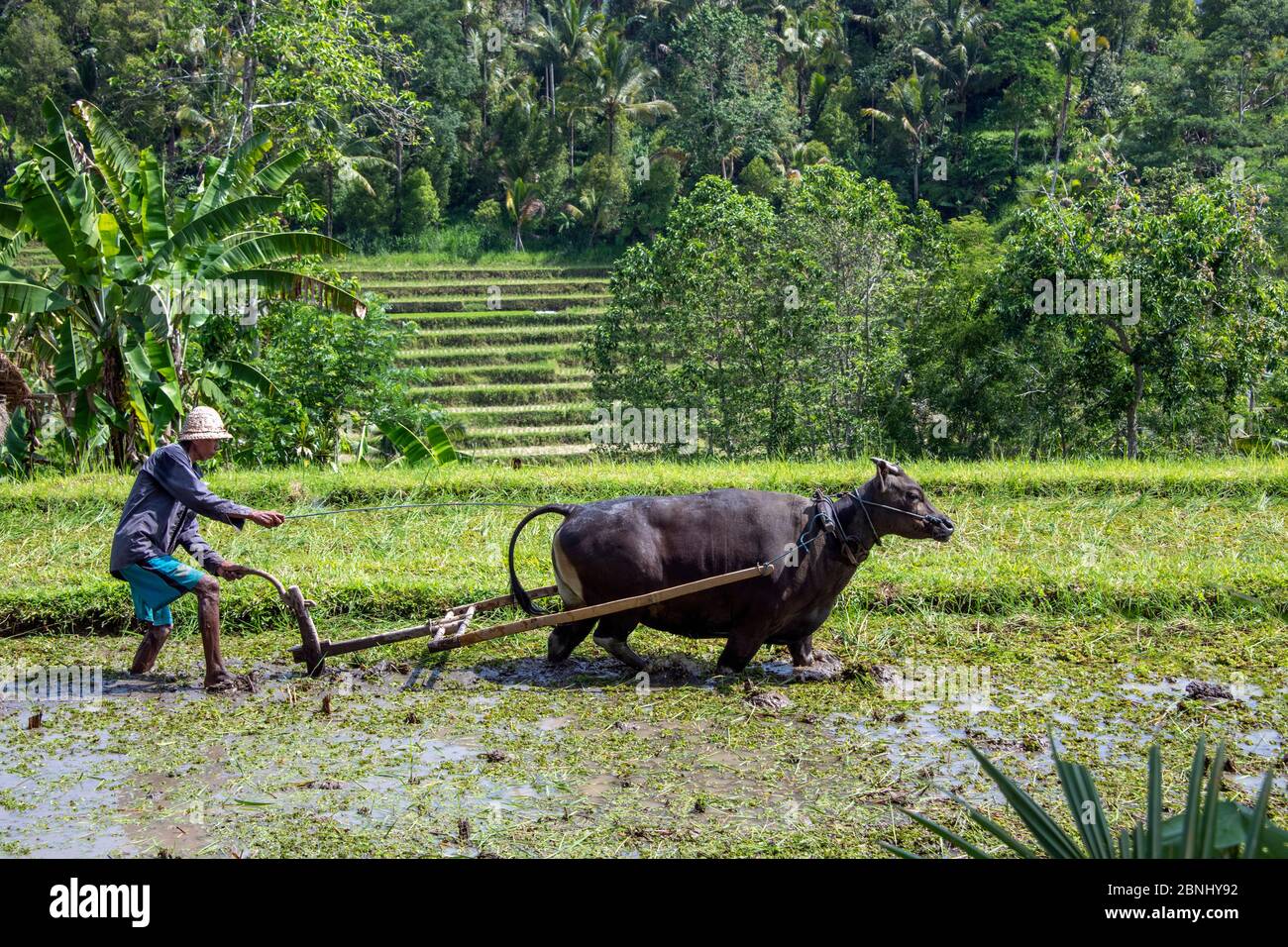 Farmer ploughing rice paddy with bullock Jatiluwih Bali Indonesia Stock Photo