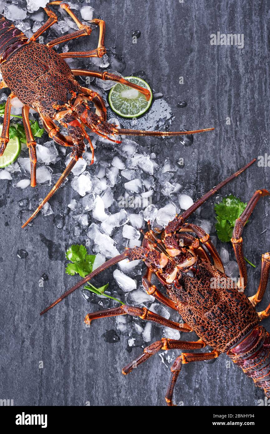 Raw fresh Cape rock lobster, West Coast rock lobster, Jasus lalandii on a dark slate background with cold ice cubes, top view, flat lay, overhead shot Stock Photo