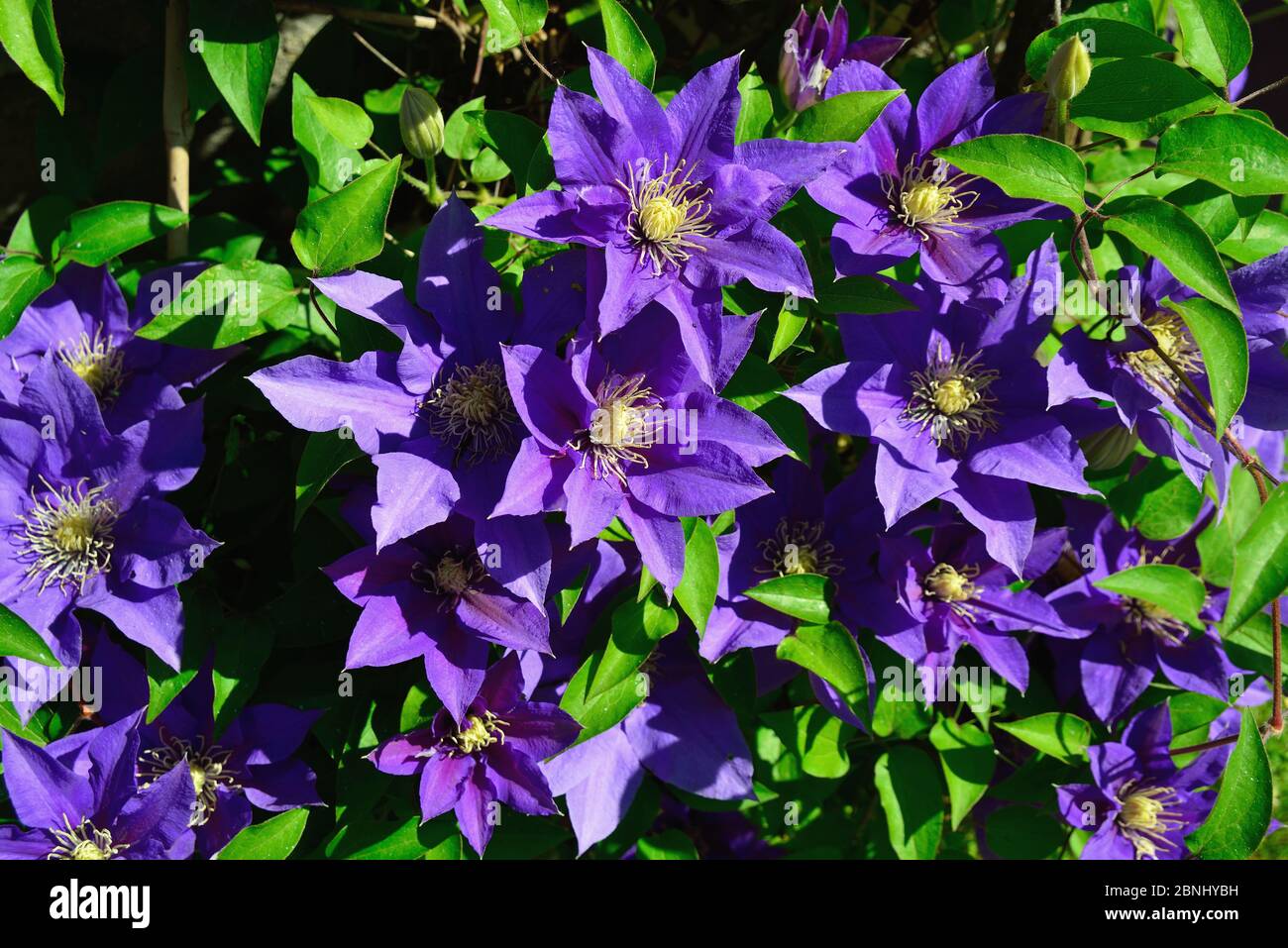 Clematis is a genus of about 300 species within the buttercup family, Ranunculaceae. Their garden hybrids have been popular among gardeners. Stock Photo