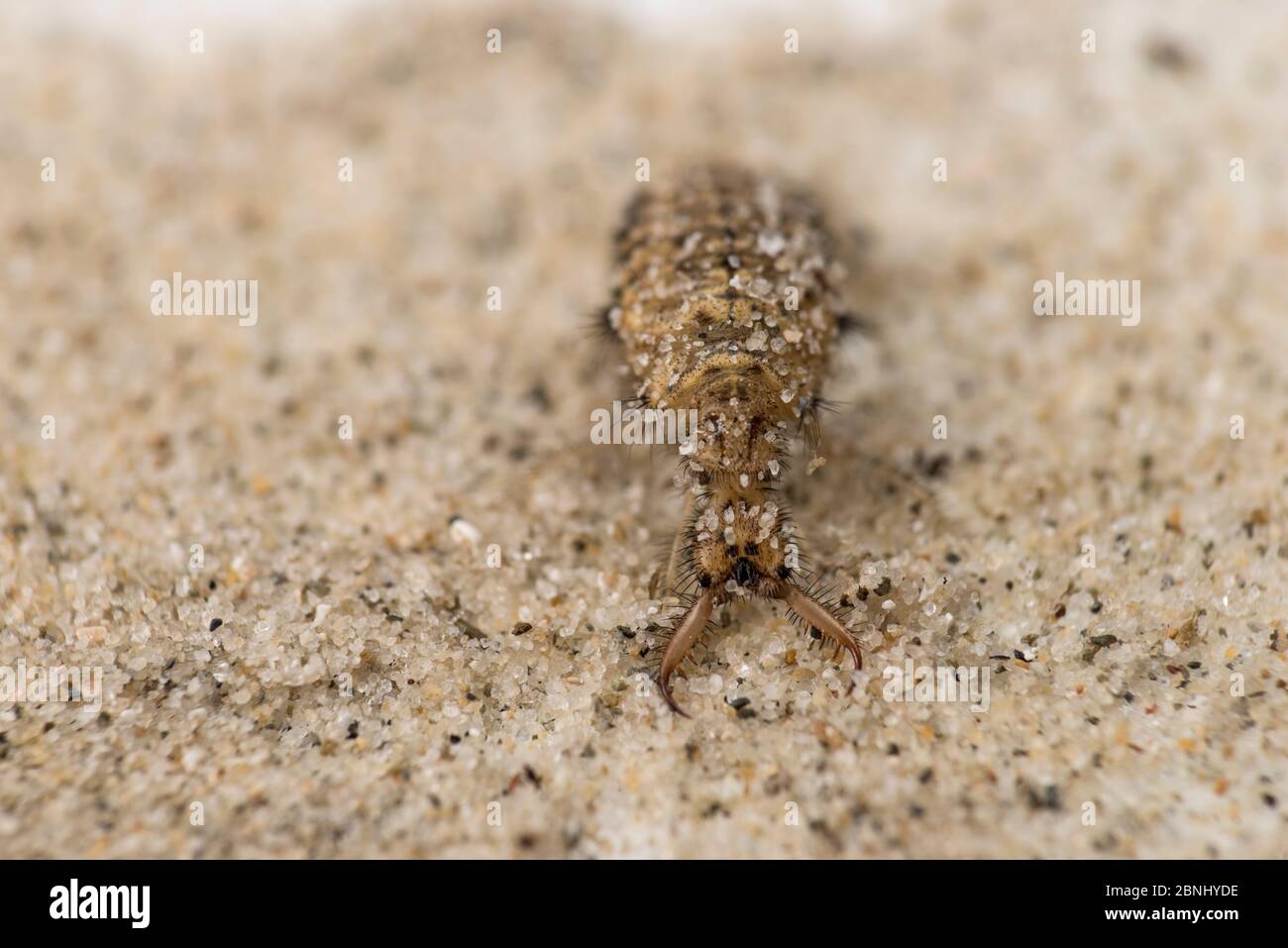 Antlion (Myrmeleontidae) out of its sandy trap,  Queensland, Australia. Stock Photo