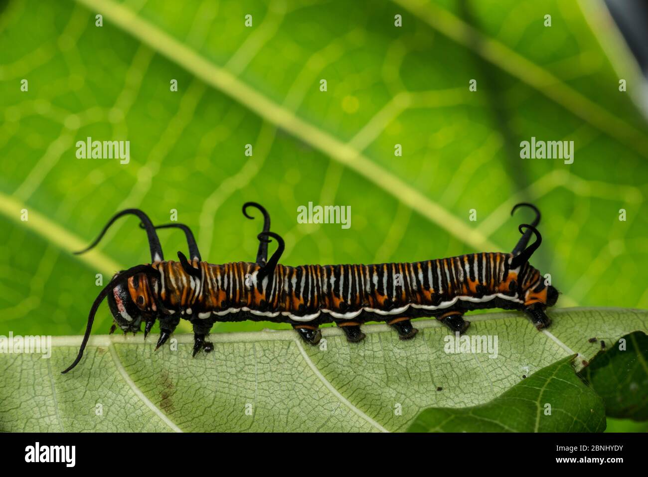 Common crow butterfly (Euploea core) caterpillar, Queensland, Australia