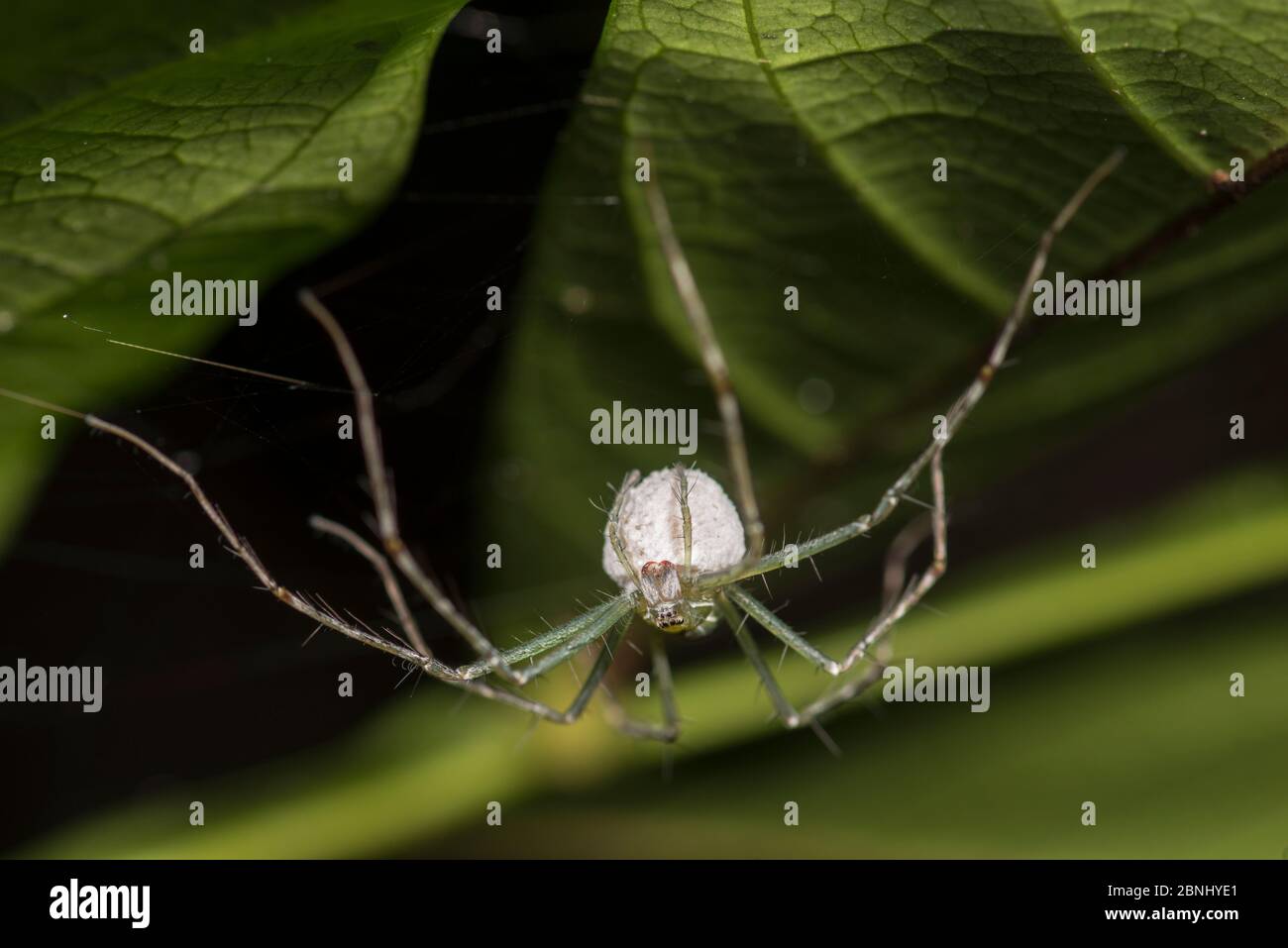 Wolf spider (Lycosidae)  with egg case, Queensland,Australia. Stock Photo