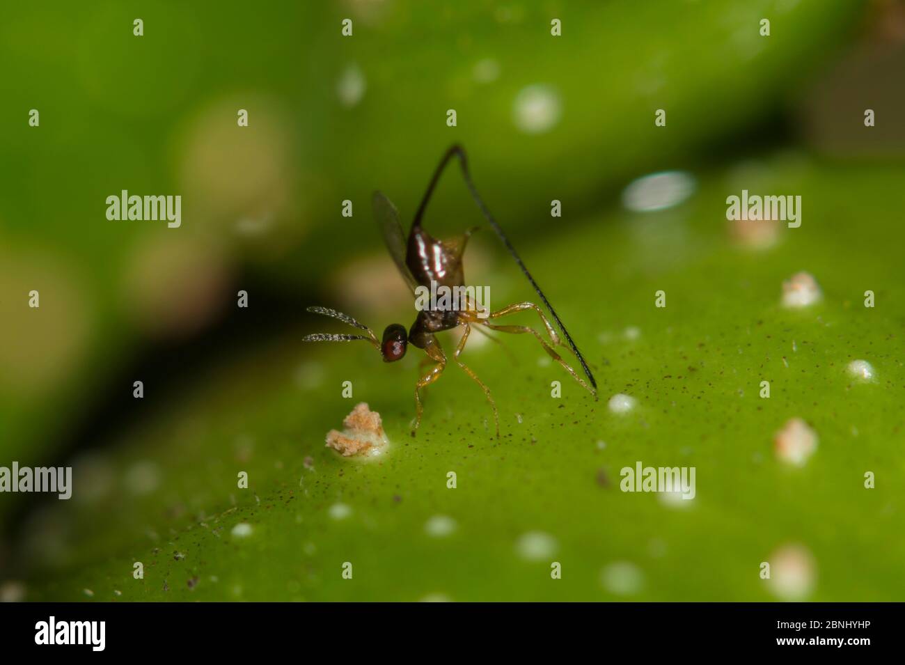 Fig wasp (Chalcidoidea) ovipositing into fig. Queensland, Australia