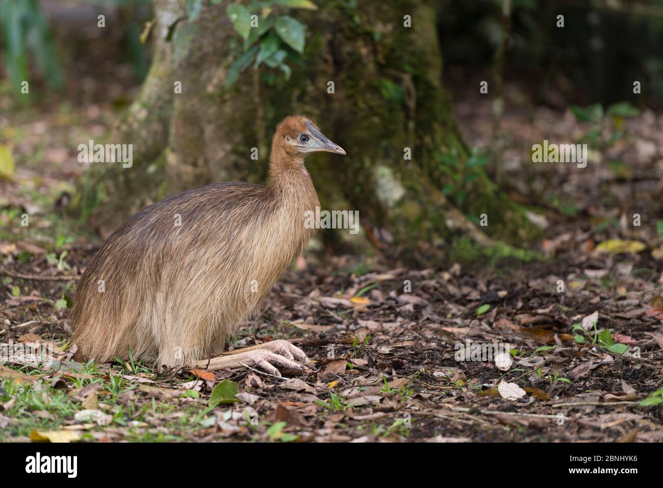 Southern cassowary (Casuarius casuarius) chick possibly age one year.  Atherton Tablelands, Queensland,Australia. Stock Photo