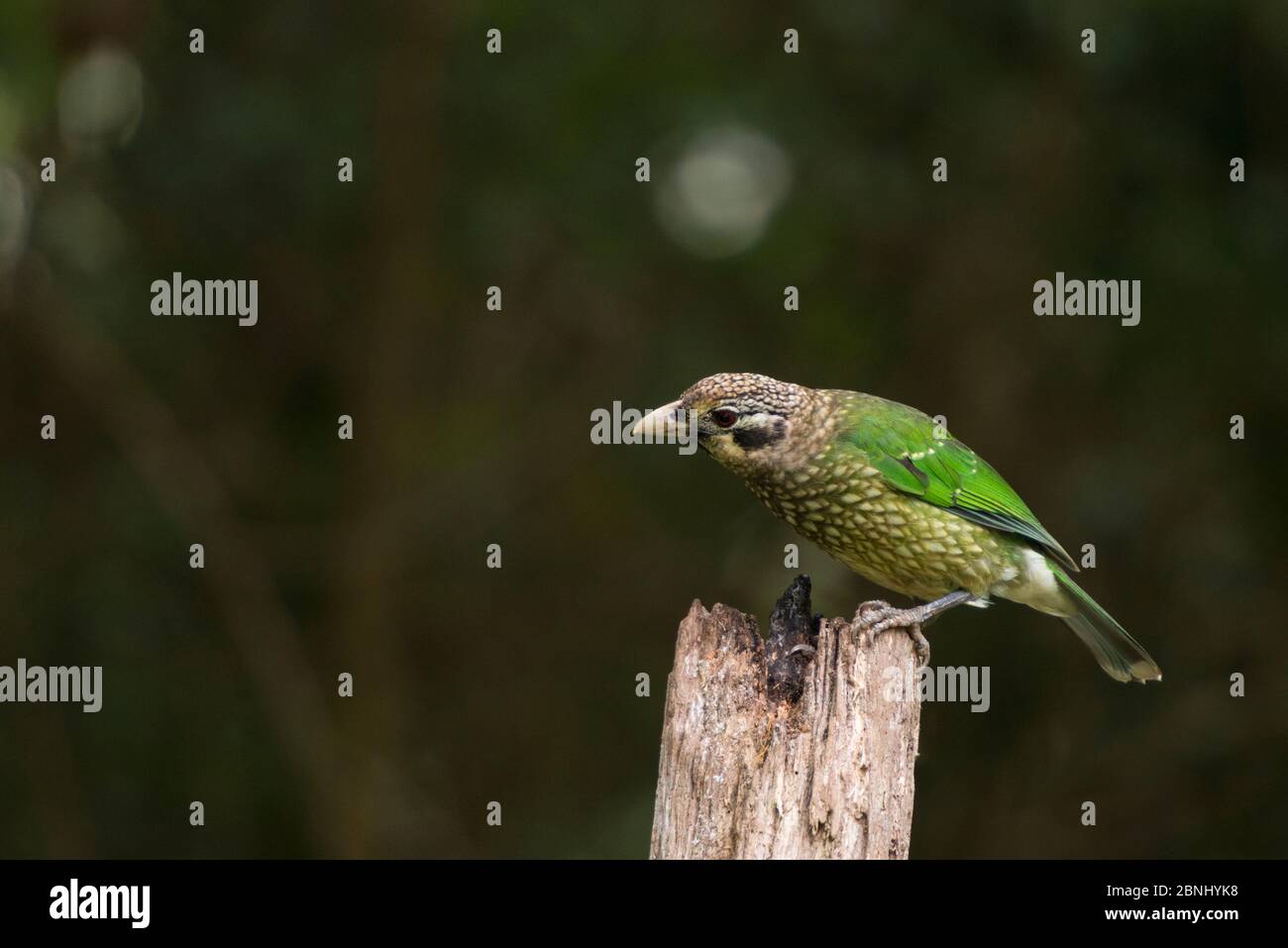 Spotted catbird (Ailuroedus melanotis)  Atherton Tablelands, Queensland, Australia. Stock Photo