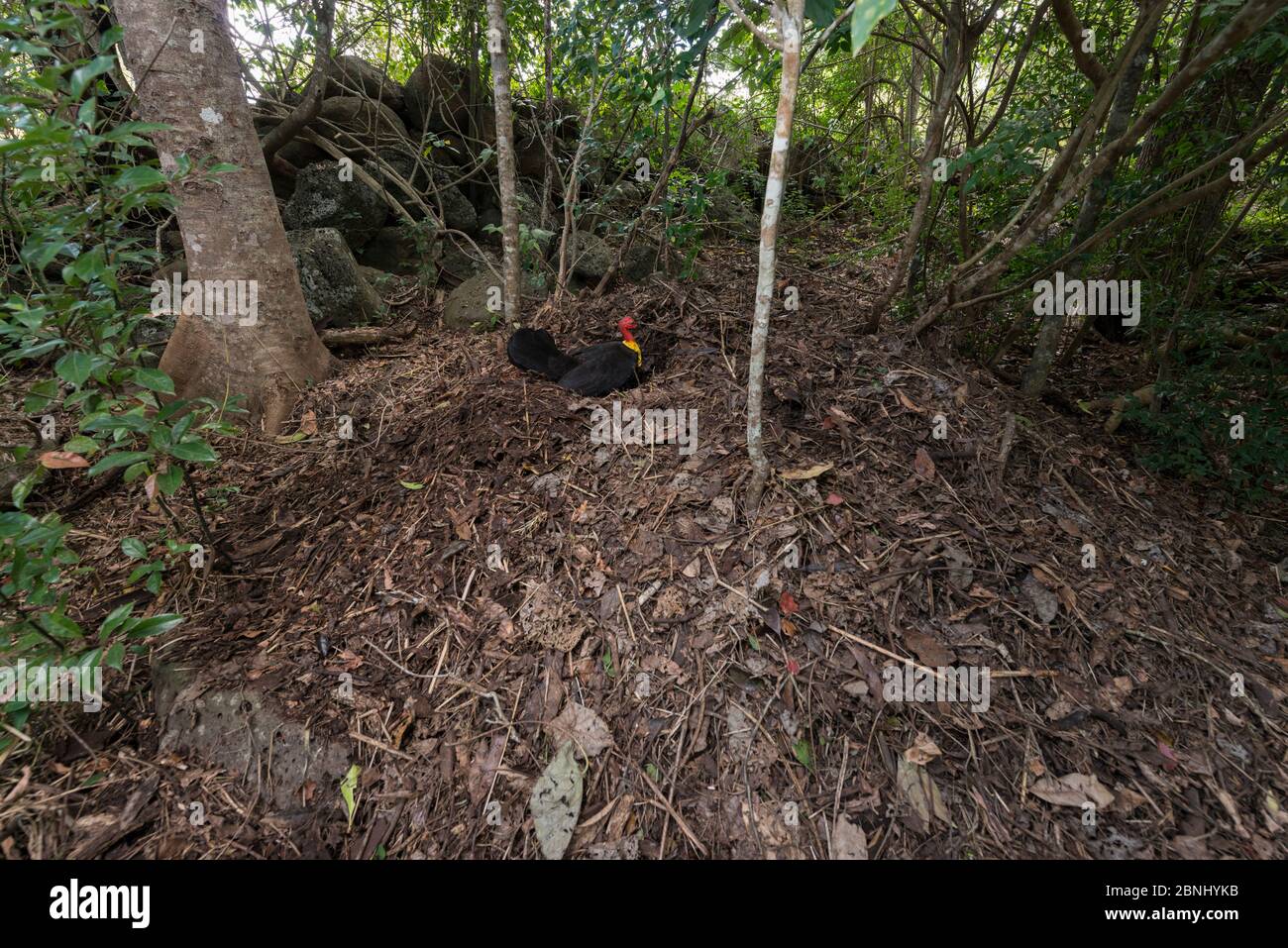 Australian brushturkey (Alectura lathami) at his nest. Atherton