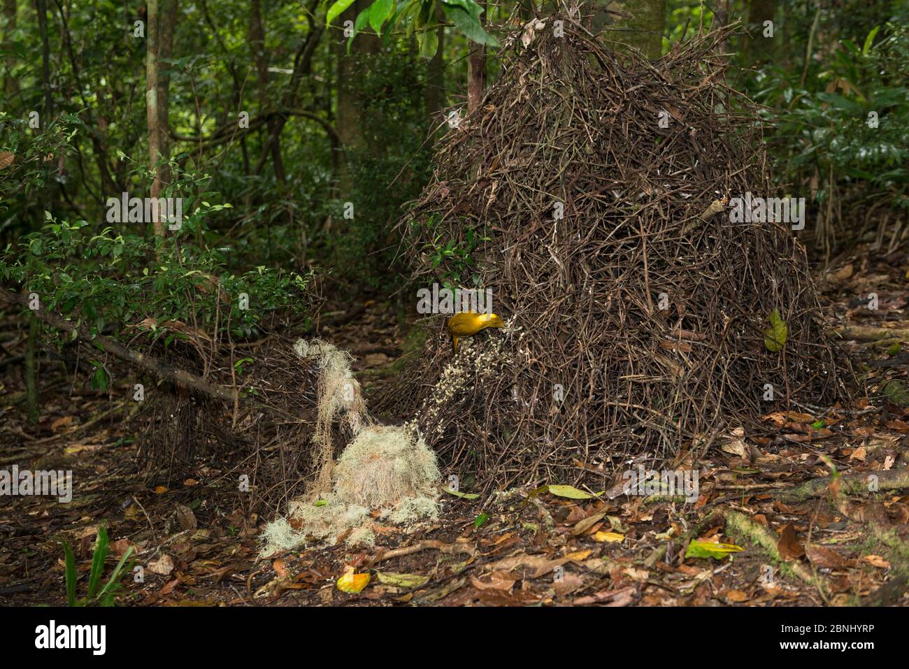 Golden bowerbird (Prionodura newtoniana) bower with his lichen and flower arrangements.   Atherton Tablelands, Queensland, Australia. Endemic. Stock Photo