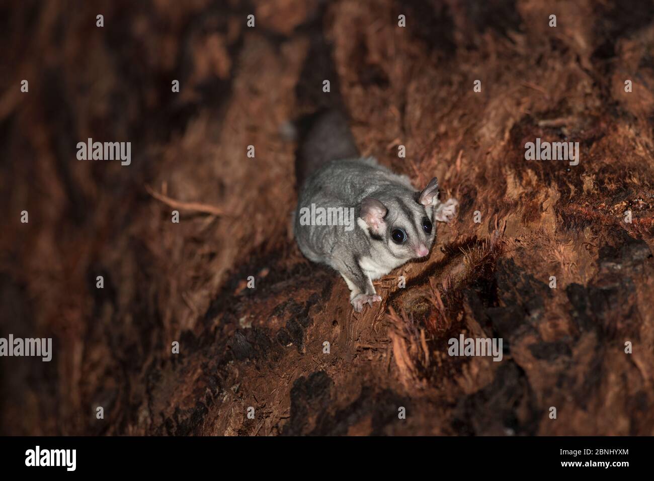 Sugar glider (Petaurus breviceps) feeding on the sugary sap of Red