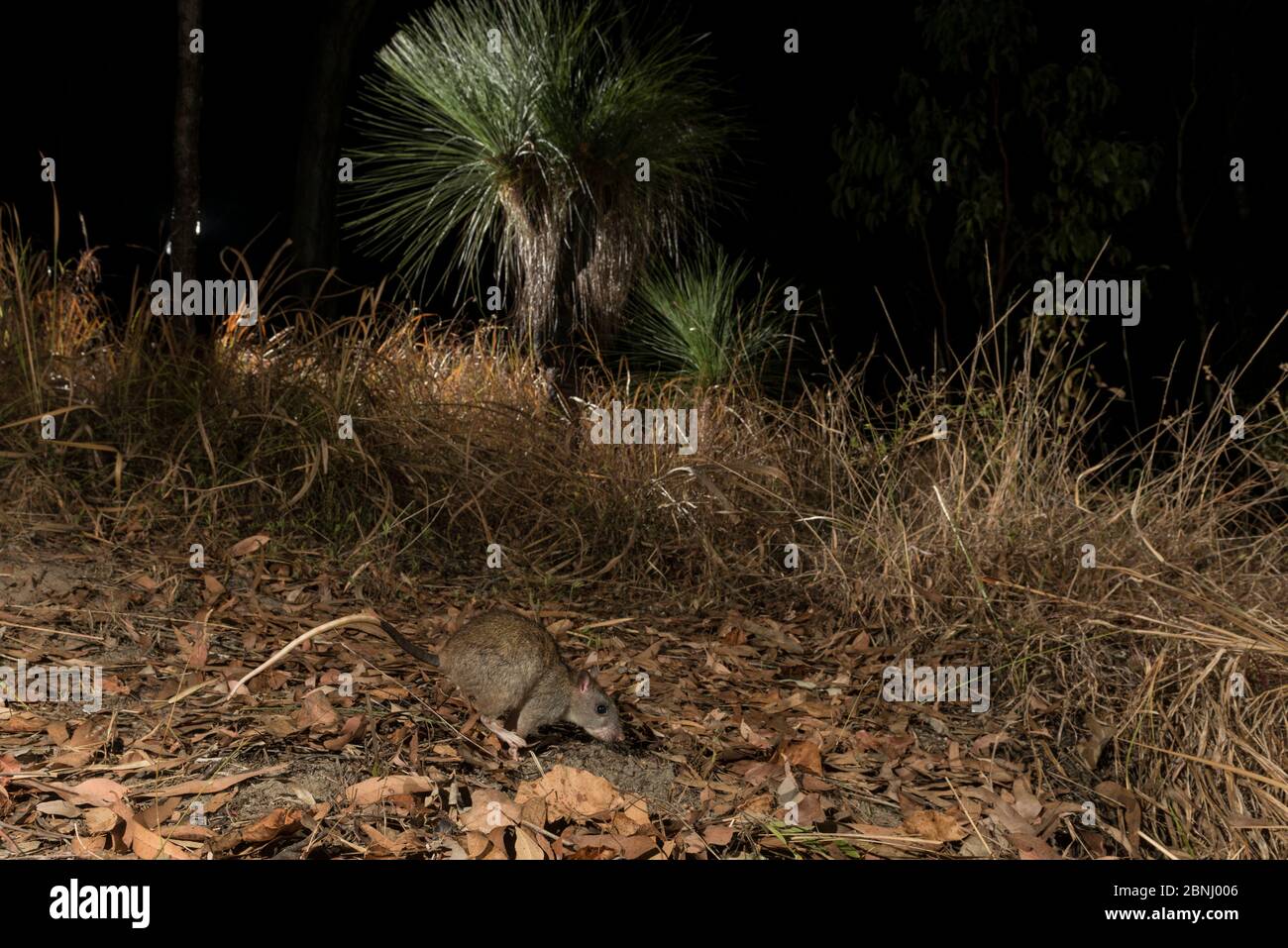 Giant white-tailed rat (Uromys caudimaculatus)  at night, Queensland, Australia. Stock Photo