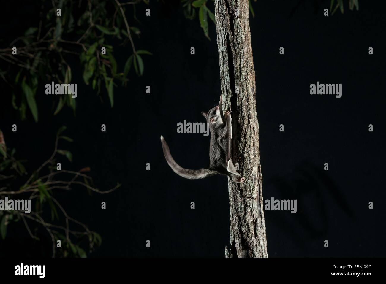Sugar glider (Petaurus breviceps) at night, Cardwell, Queensland, Australia Stock Photo Alamy