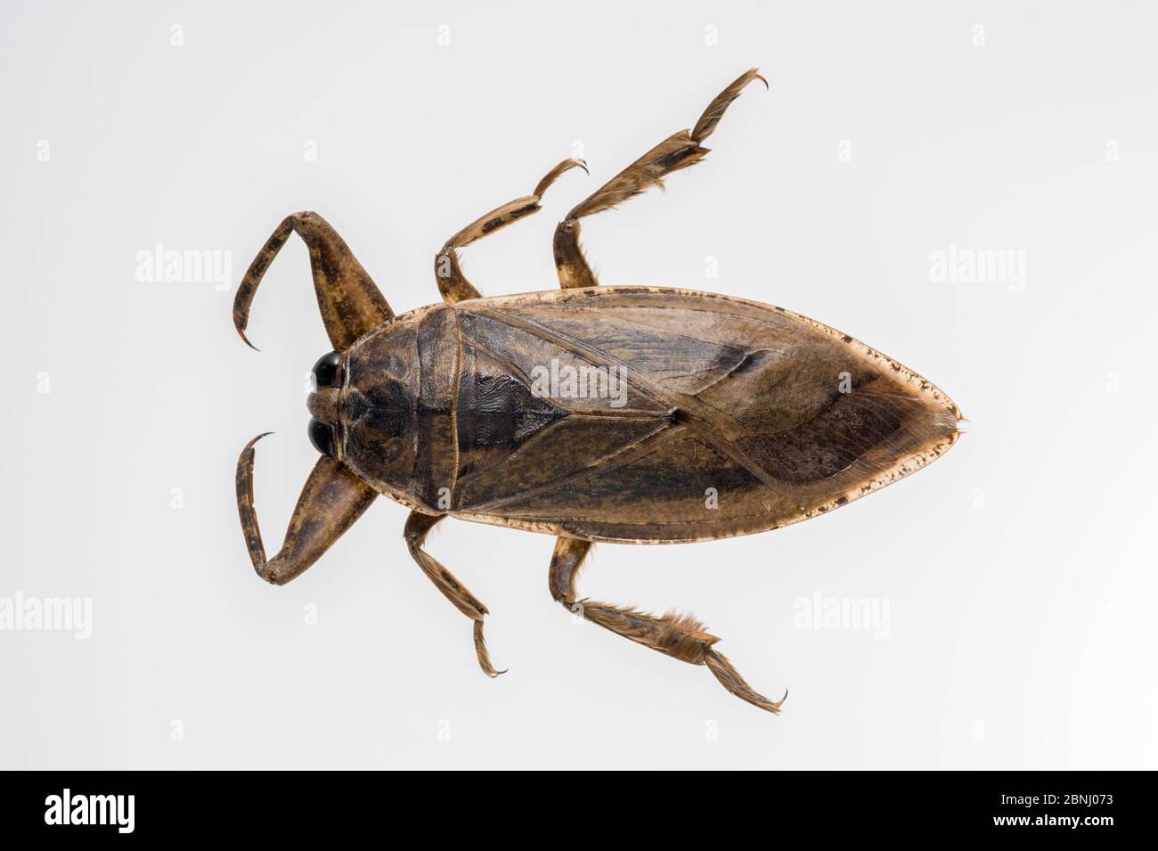 Insulanus hires stock photography and images Alamy