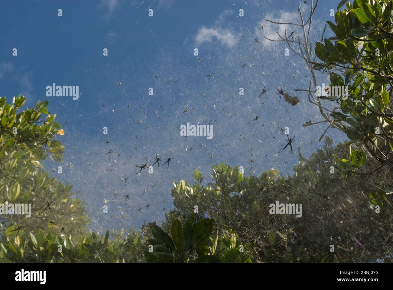 Tent spider (Cyrtophora moluccensis) Mowbray river mangroves, Port Douglas, Queensland, Australia. Stock Photo