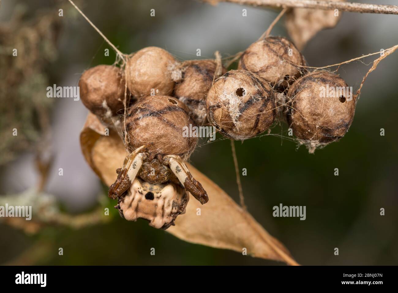 Bird-dropping spider (Celaenia excavata) on egg sac, Queensland, Australia. Stock Photo