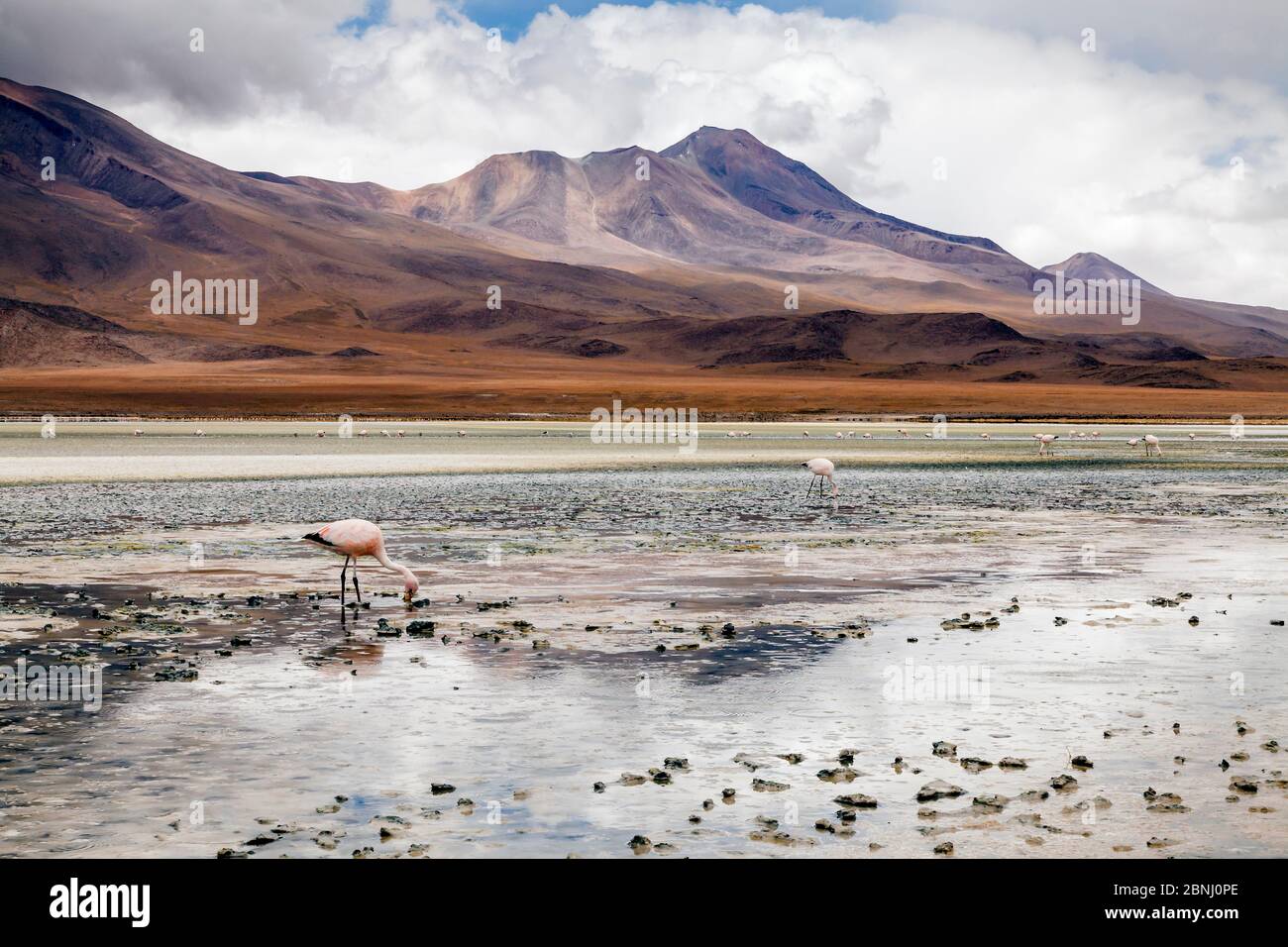 Andean Flamingoes (Phoenicoparrus andinus) on the Altiplano, Sur Lipez Province, Potosi Department, Bolivia. December 2013. Stock Photo