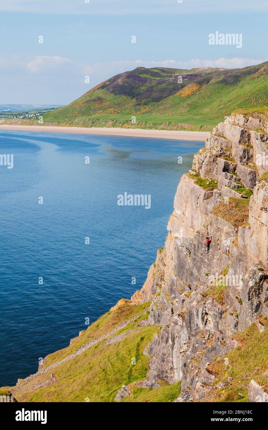 Climber on coastal cliffs at Rhossili, Gower Area Of Natural Beauty (AONB), Wales. June 2013. Stock Photo