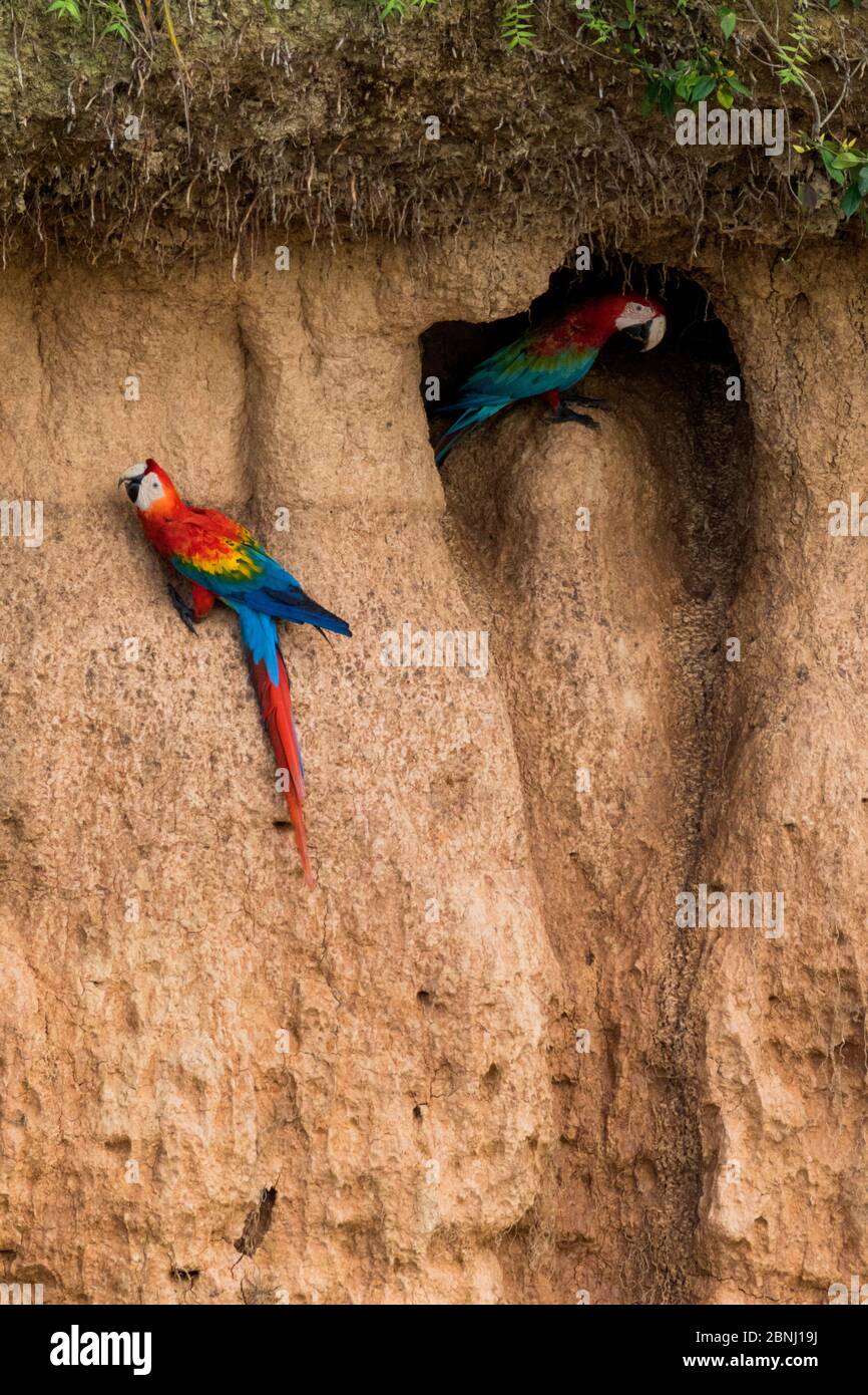 Scarlet macaw (Ara macao) and Red and green macaw (Ara chloroptera) eating clay close to the Tambopata river, Tambopata Reserve, Madre de Dios, Peru. Stock Photo