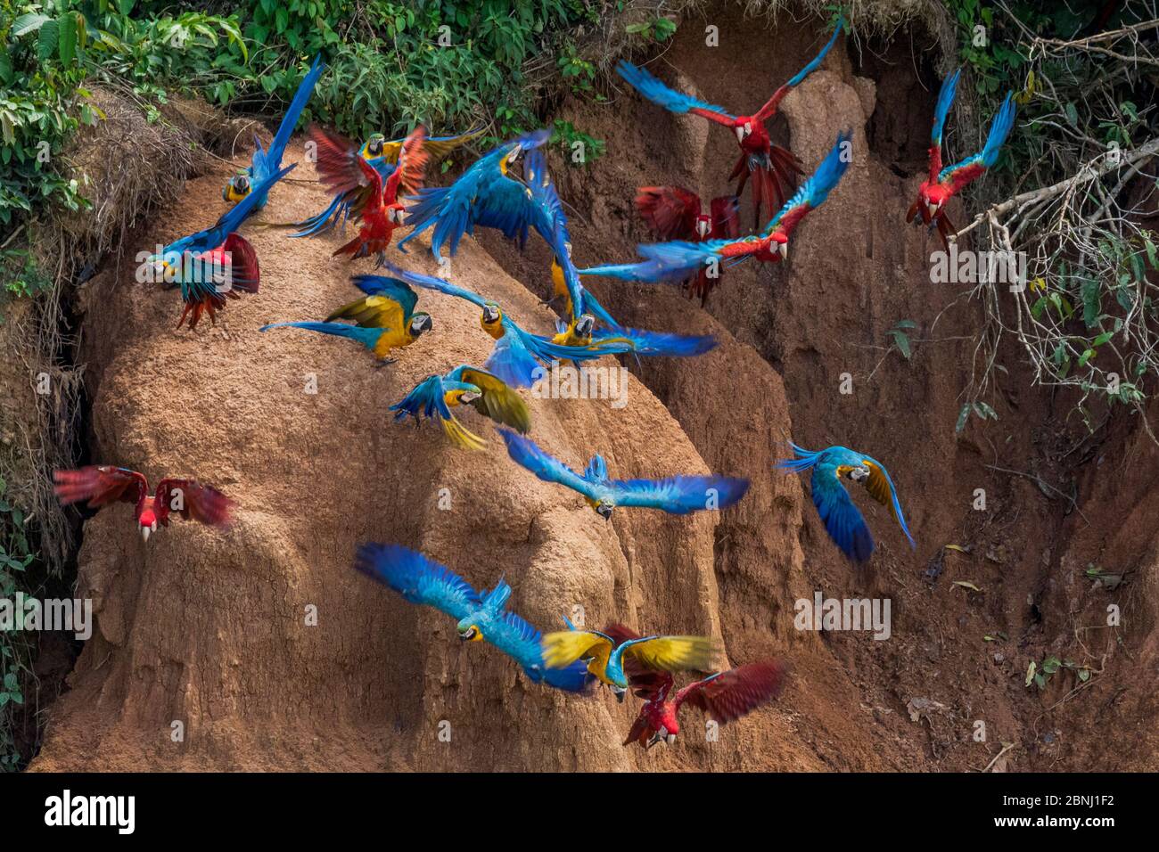 Scarlet macaws (Ara macao) and Blue and yellow macaws eating clay close to the Tambopata river. Tambopata Reserve, Madre de Dios, Peru. Stock Photo