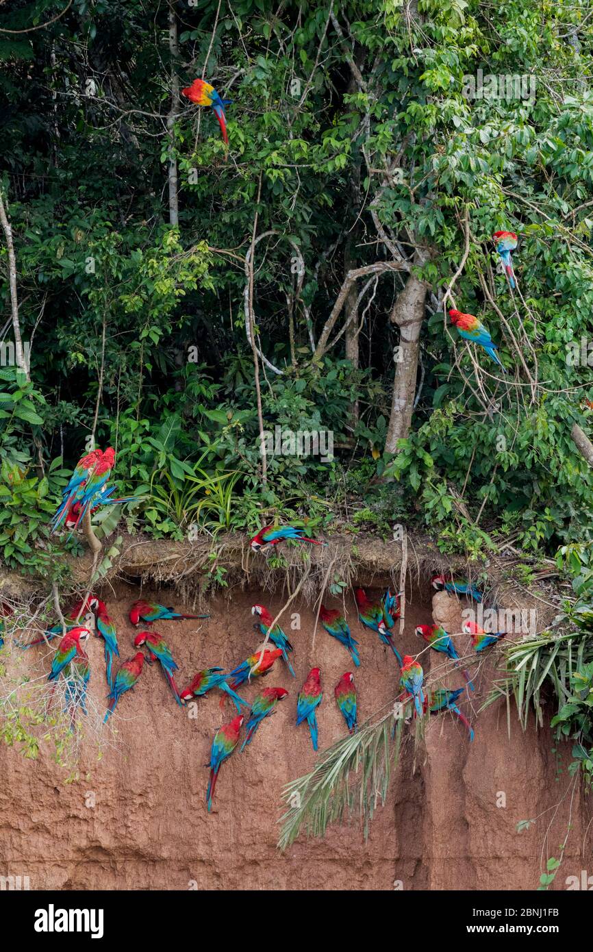 Scarlet macaws (Ara macao) and Red and green macaws (Ara chloroptera) at  clay lick  close to the Tambopata river. Tambopata Reserve, Madre de Dios, P Stock Photo