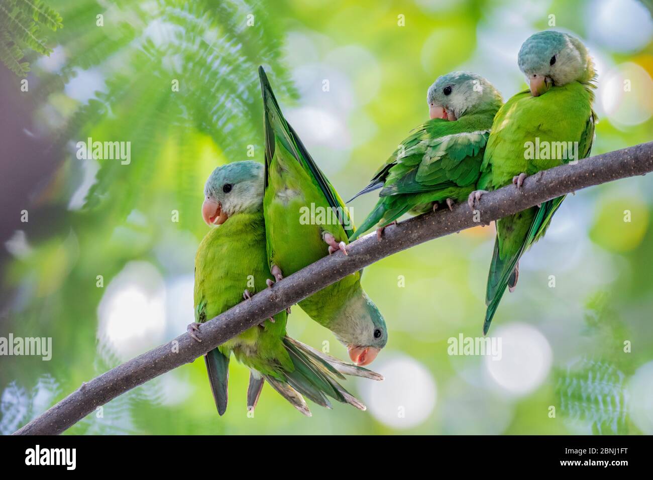 Grey-cheeked parakeets (Brotogeris pyrrhoptera) perched and grooming on a branch. Guayaquil, Guayas, Ecuador. Stock Photo