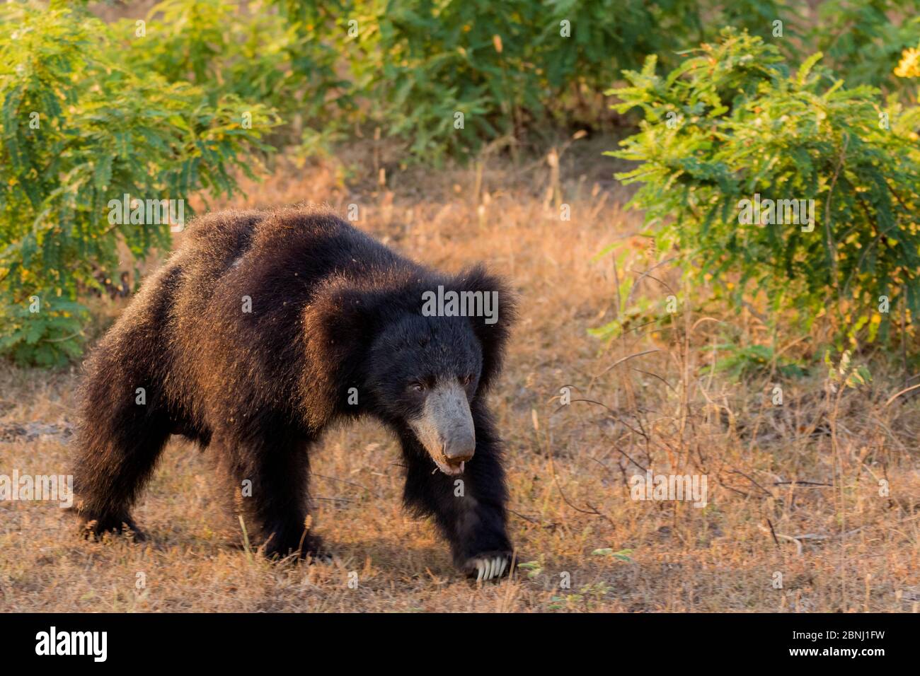 Sloth bear (Melursus ursinus) walking, Yala National Park, Southern