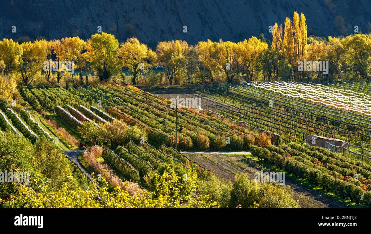 Orchards (apple and pear trees) in autumn near the village of Remollon. Arboriculture in Serre-Poncon Val d'Avance, Hautes-Alpes, France Stock Photo
