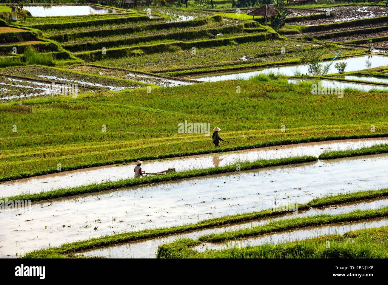 Two farmers working in rice paddies Jatiluwih Bali Indonesia Stock Photo