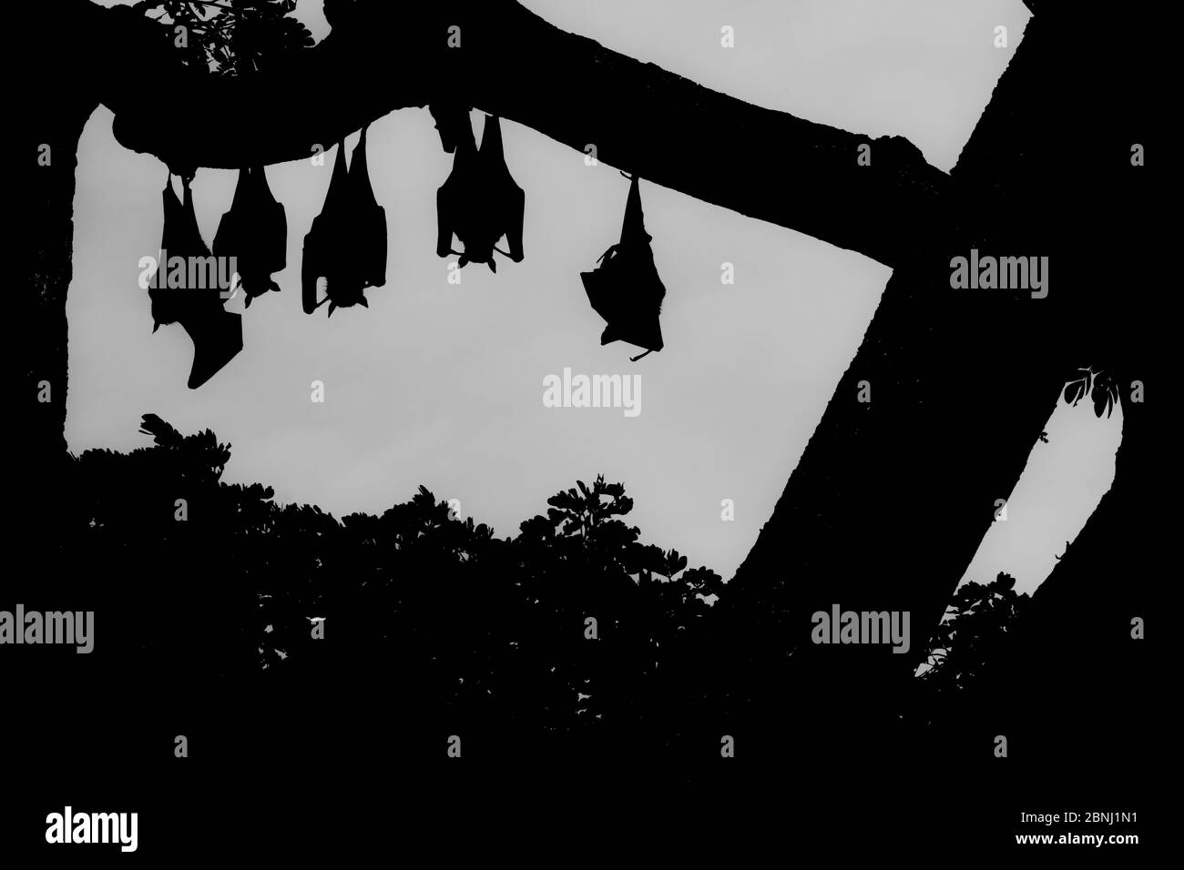 Indian flying foxes (Pteropus giganteus) roosting in  tree,Yala National Park, Southern Province, Sri Lanka. Stock Photo